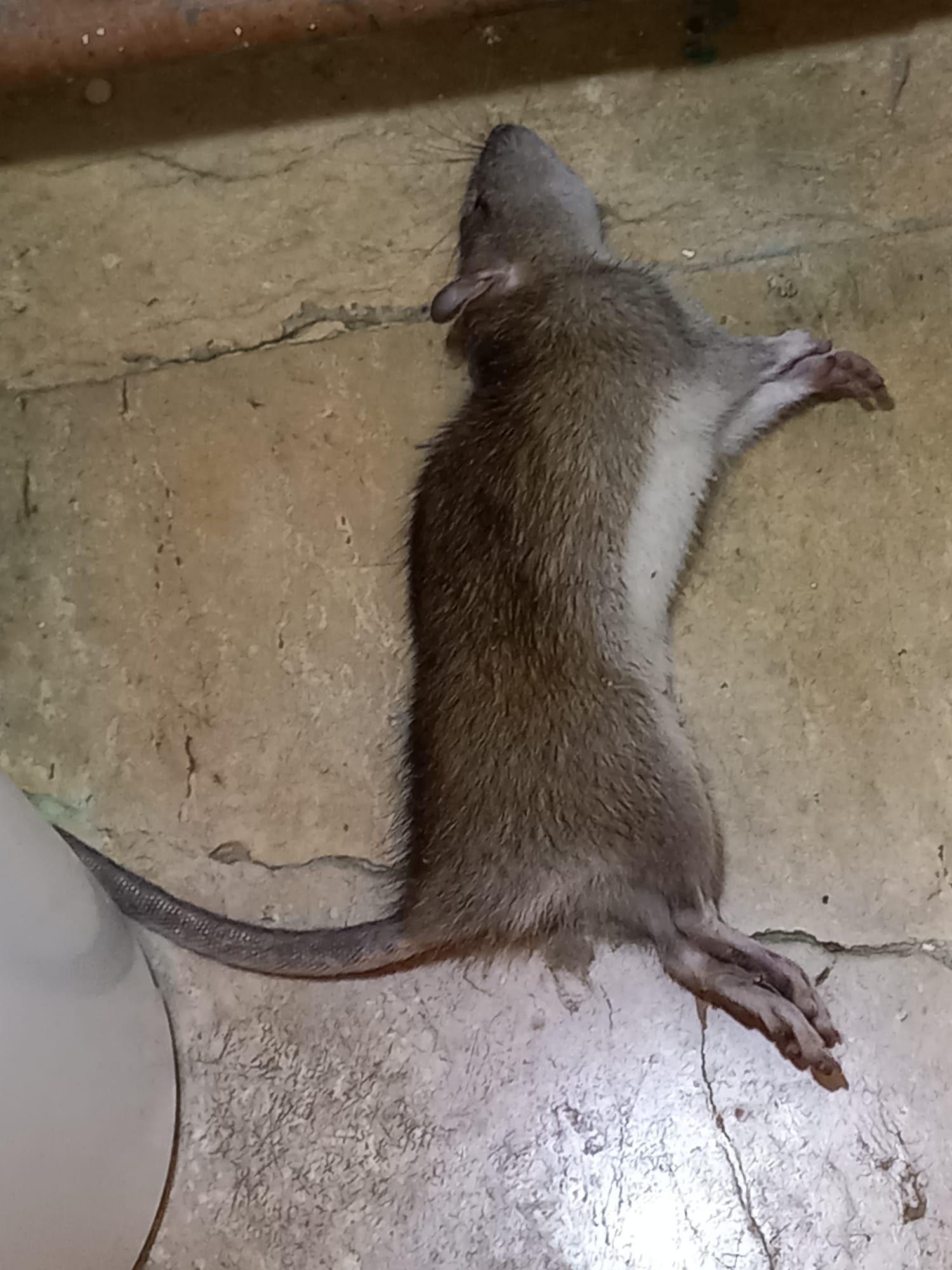 Rat décimé après intervention